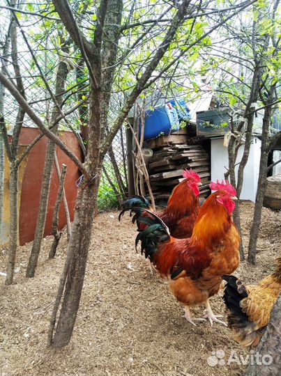 Петух Кучинский