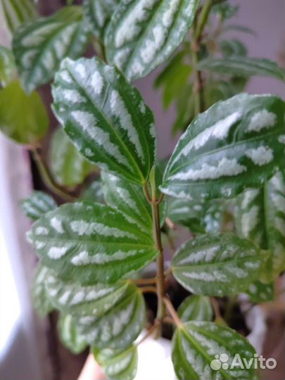 Пилея кадье