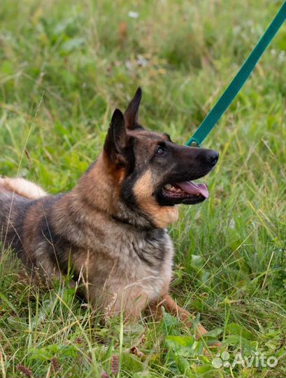 Метис овчарки Люксор в добрые руки