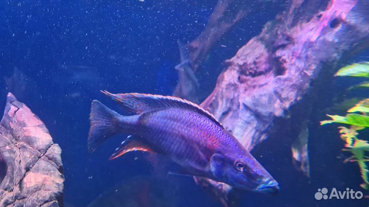 Цитроновая цихлазома и Хаплохромис Джексона