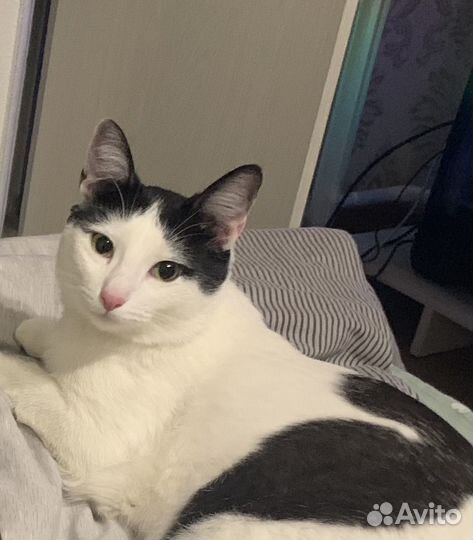 Кот