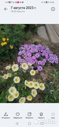 Вегетативная ампельная вербена