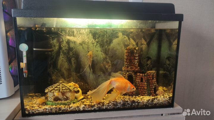 Аквариум с рыбками