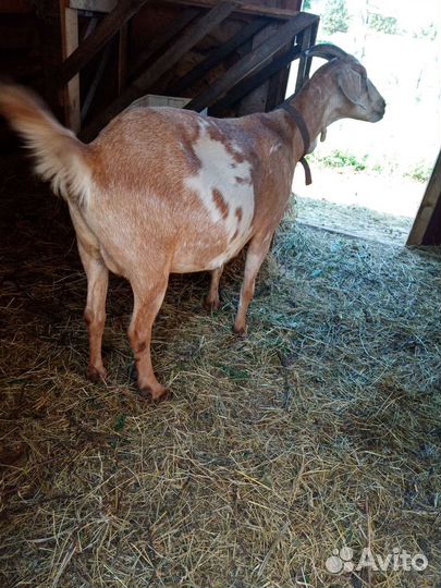 Нубийские козы