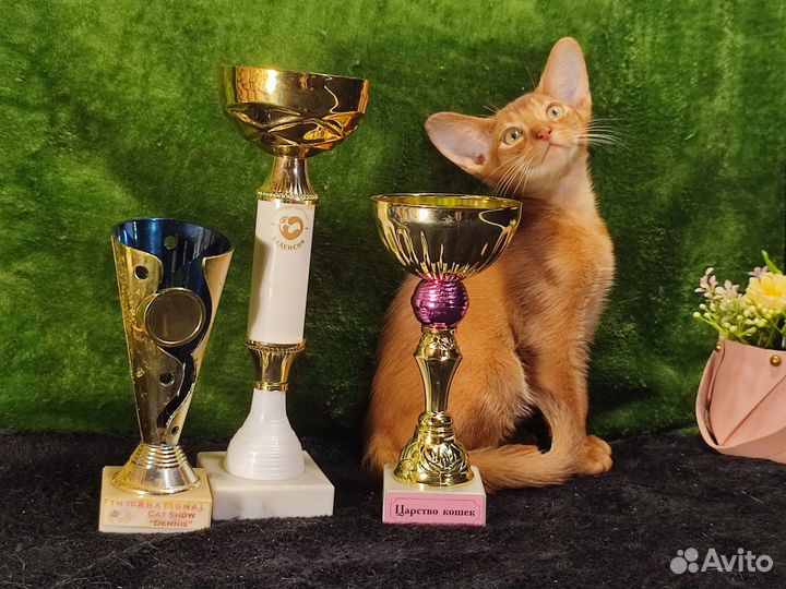 Абиссинские котята