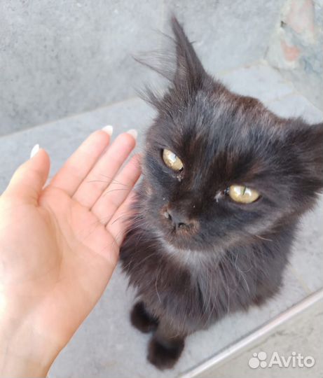 Отдам в добрые руки