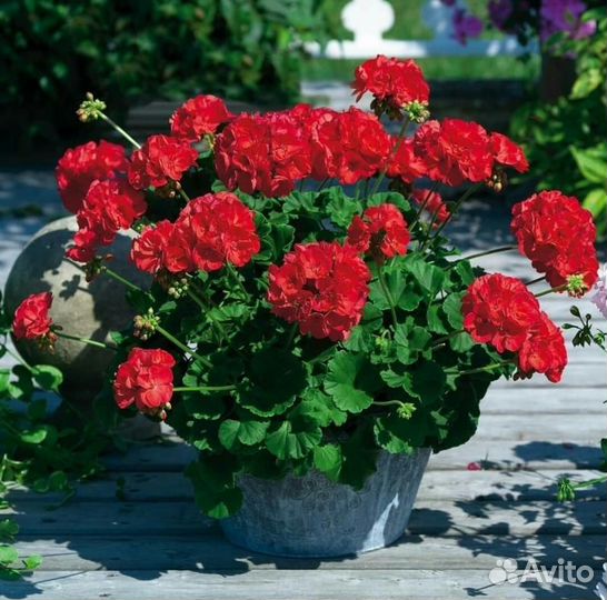 Пеларгонии сортовые