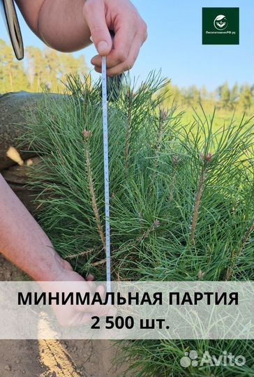 Саженцы сосны обыкновенной окс от производителя