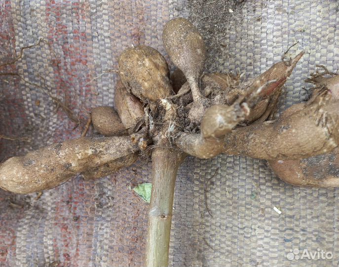 Георгины клубни