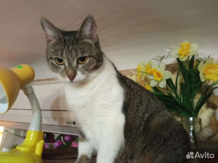 Кошка Дина