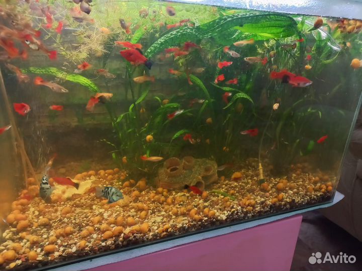 Аквариум