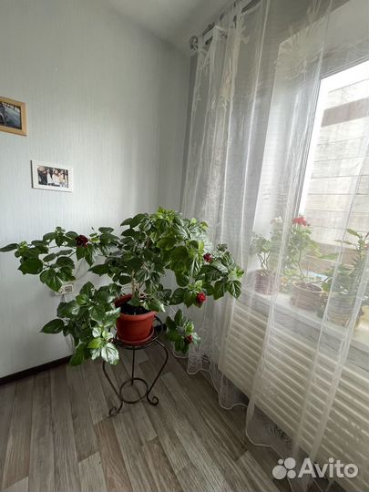 Гибискус китайская роза