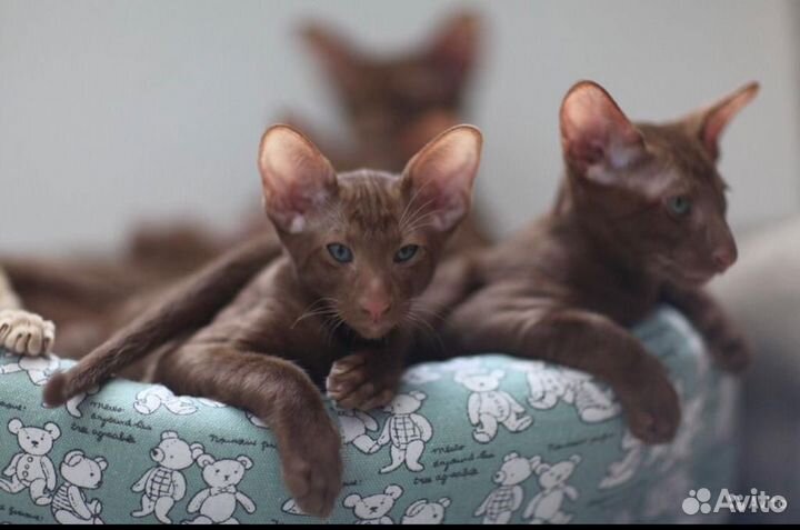 Циннамончики