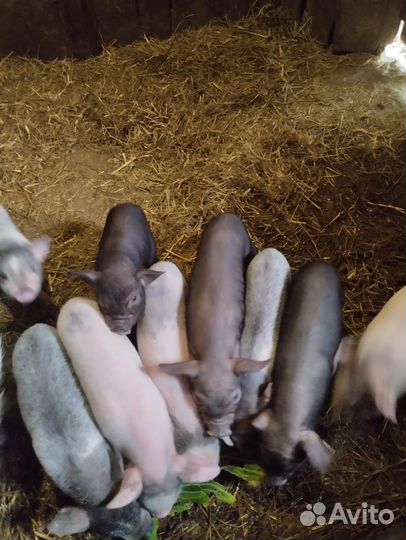 Продажа животных