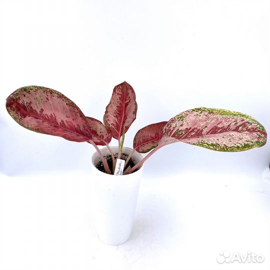 Аглаонема 10 карат