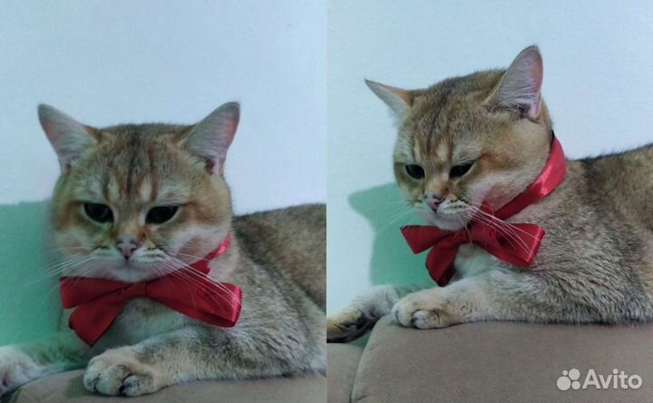 Британские кот