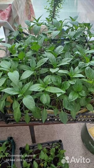 Рассада помидоры перец