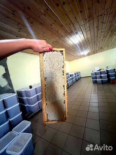 Мед алтайский оптом с пасеки