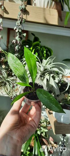 Хойи разные