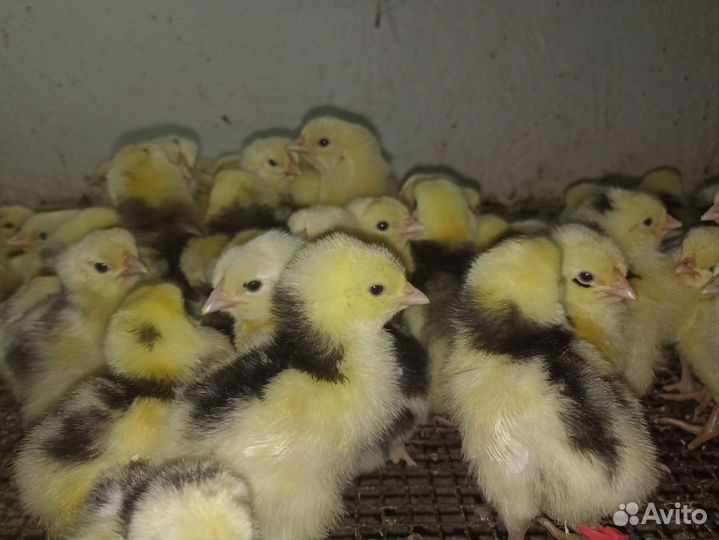 Цыплята пород Пушкинская, Австралорп