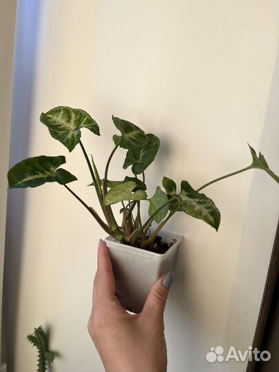 Комнатный цветок сингониум