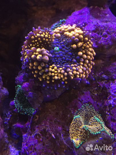 Кораллы для морского аквариума