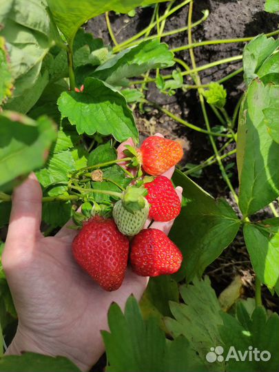 Клубника рассада Цунаки,Лофти,Клери,Кабриллио,Фейт