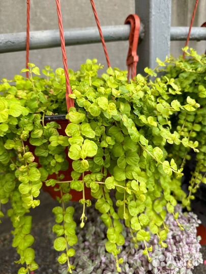 Цветы в подвесных кашпо