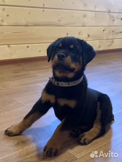 Щенки ротвейлера продажа