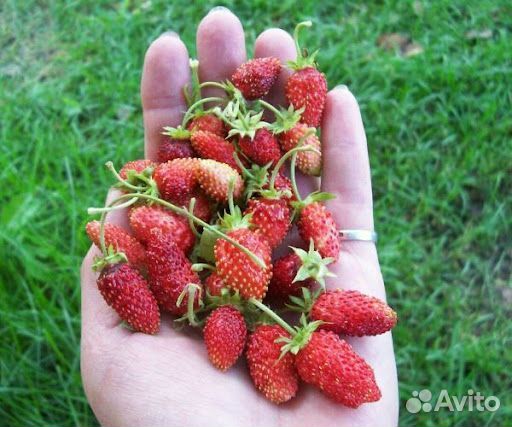 Саженцы земляники
