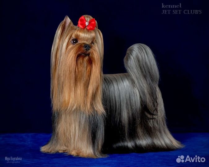 Мини - девочка настоящего йоркширского терьера