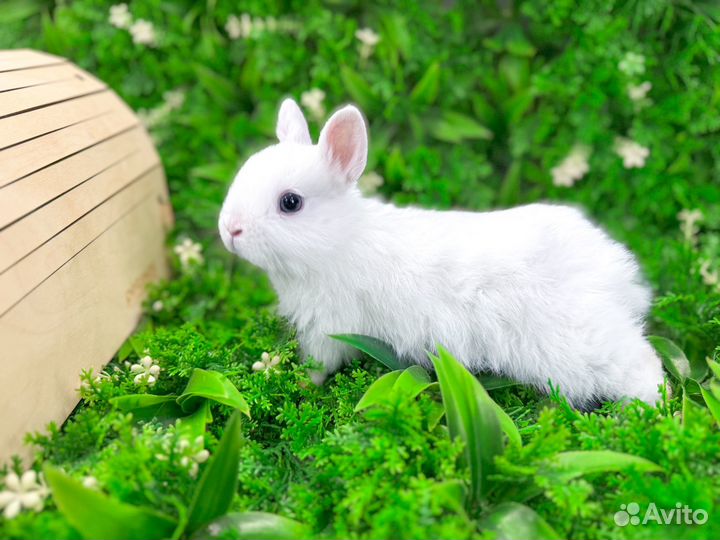 Карликовый кролик - добрый и ручной