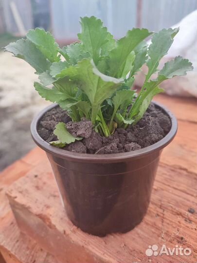 Ромашка садовая. Рассада зкс