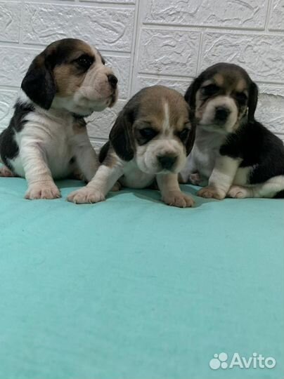 Бигль детки