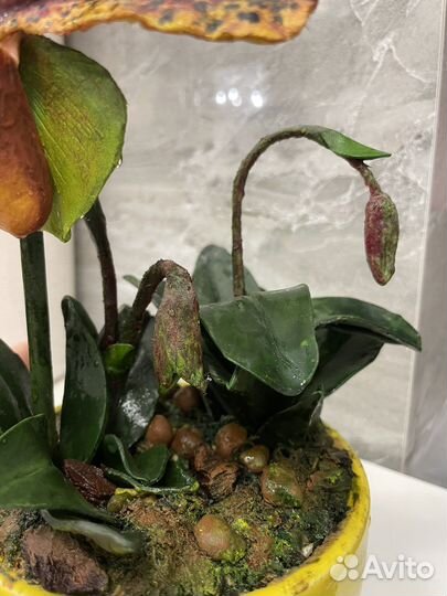 Орхидея пафиопедилум из полимерной глины