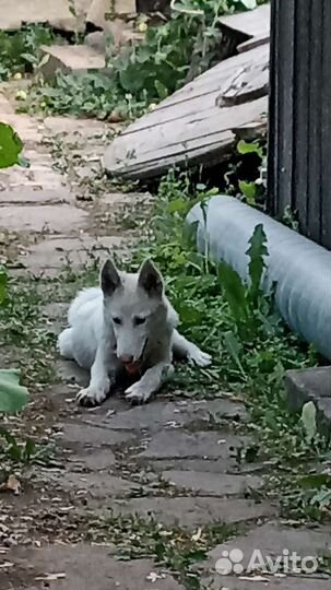 Щенок в добрые руки