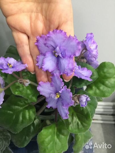 Сортовые фиалки