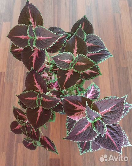 Колеусы для дома и сада