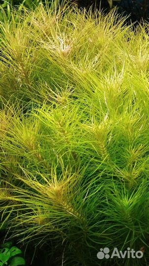 Растения для аквариума