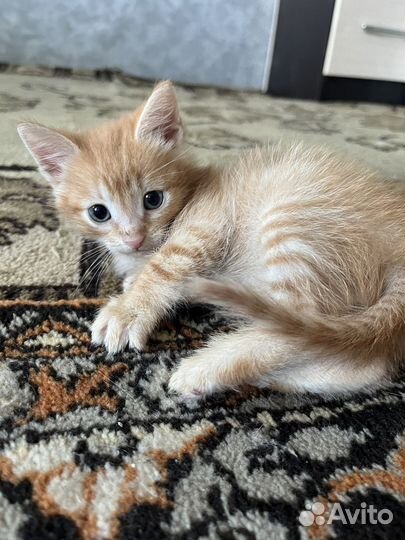 Котята в добрые руки даром