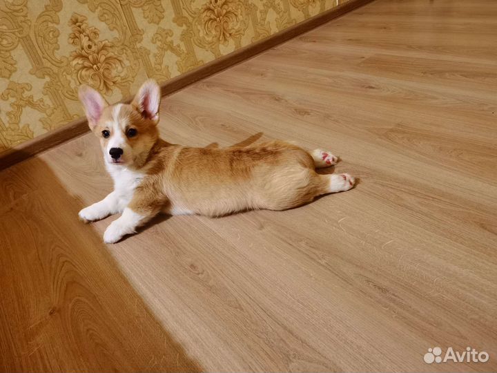 Вельш-корги пемброк вязка
