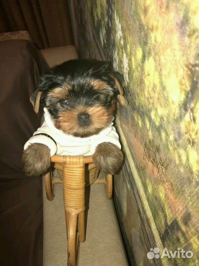 Йорк щенок девочка 2мес
