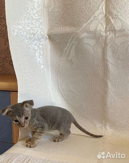 Канадский сфинкс