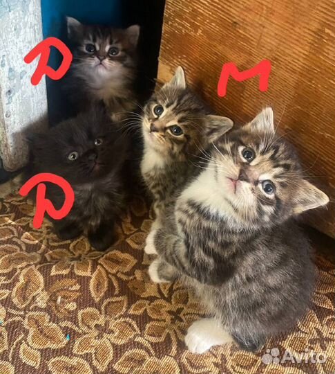 Котята