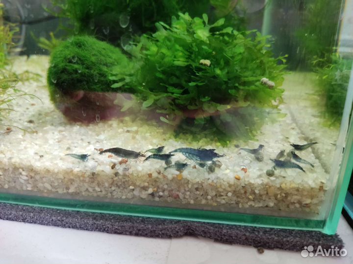 Аквариум Dennerle 30л, креветки Блю дрим