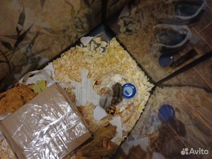 Джунгарики