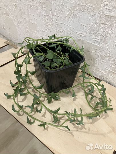 Крестовник дельфин