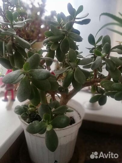 Комнатные растения