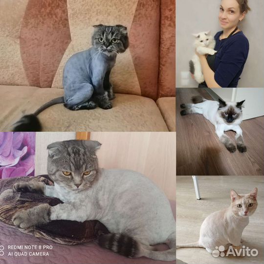 Стрижка кошек, экспресс-линька