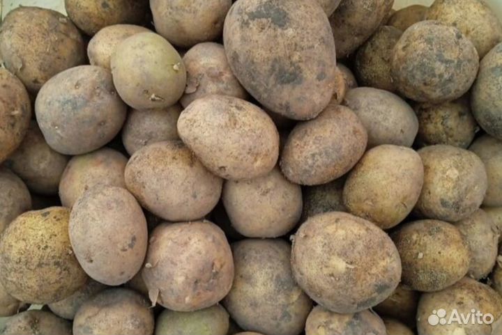 Семенной картофель